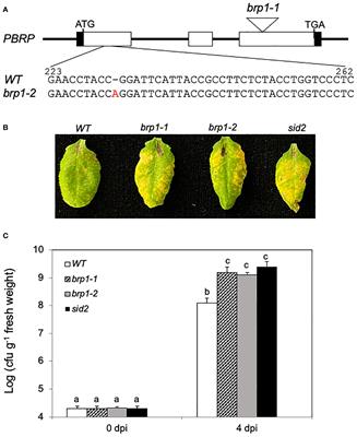 A critical role of a plant-specific TFIIB-related protein, BRP1, in salicylic acid-mediated immune response